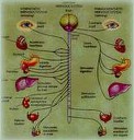 zenuwbanen en organen