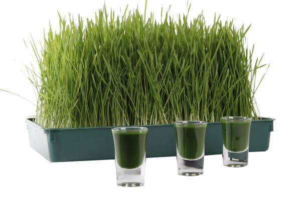 superfood tarwegras