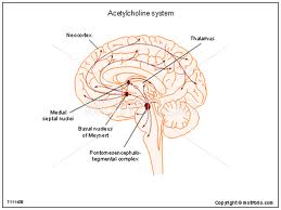 acetylcholine systeem