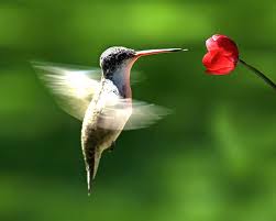 Colibri